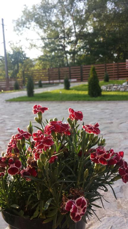 Pensiunea Codruta Cărpinişu Екстериор снимка
